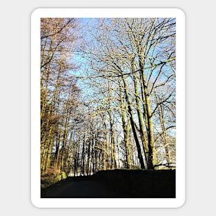 Trees in winter sunshine photograph Sticker